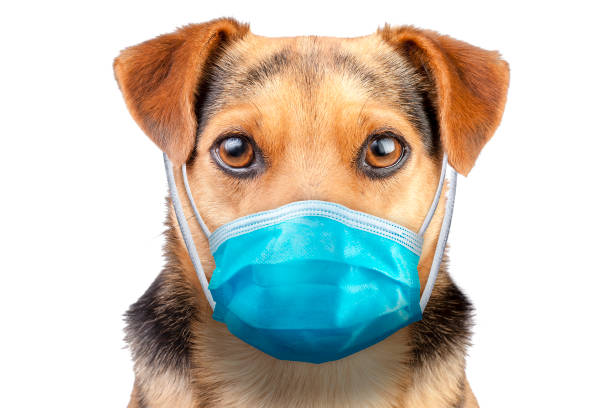 istock Portrait dog wearing isolated to protect it from getting ill 1225851290