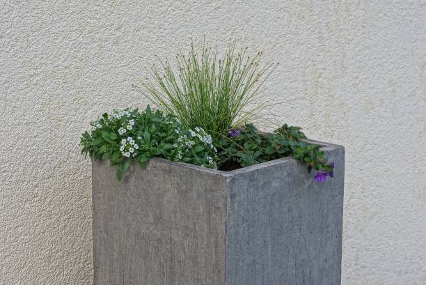 istock gray square concrete pot with green plants and flowers 1225851339