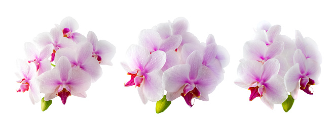Set of pink orchid flowers on a white background. Isolated object