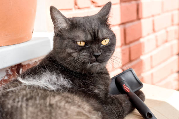 Shedding cat doesn't like grooming process making angry face and holding a brush