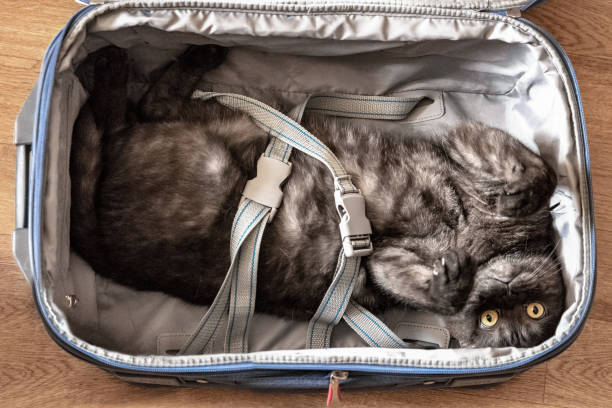 istock Cute cat fastened by  suitcase belts. Travelling and holiday concept 1225852368