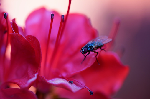 A bumble bee gathers pollen from a red dahlia in a Cape Cod garden on an October afternoon.