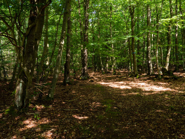 istock Book in the Kellerwald-Edersee National Park 1225853365