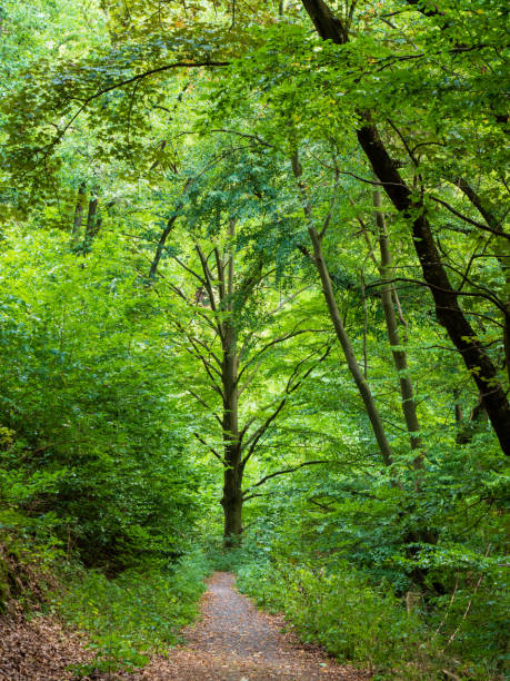 istock Forest trail in the Kellerwald-Edersee National Park 1225853403