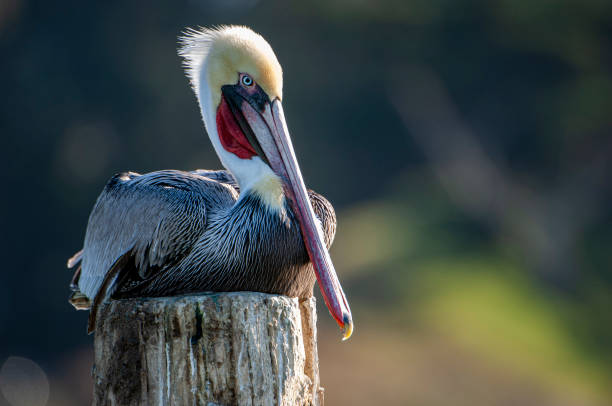 Brown Pelican Resting on Wooden Piling