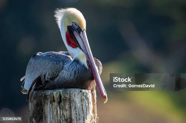 Brown Pelican Resting On Wooden Piling Stock Photo - Download Image Now - Pelican, Water Bird, California