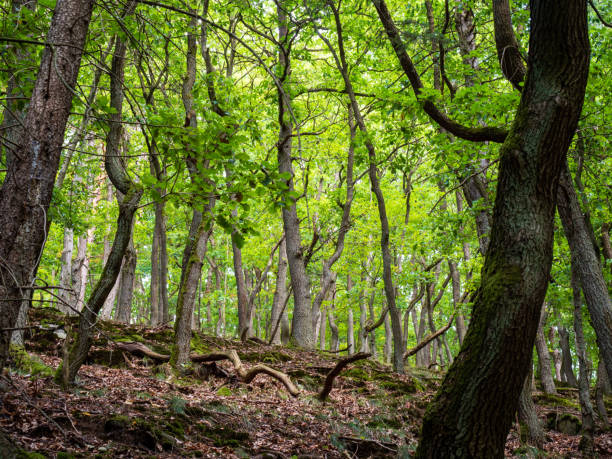 istock Book in the Kellerwald-Edersee National Park 1225853831