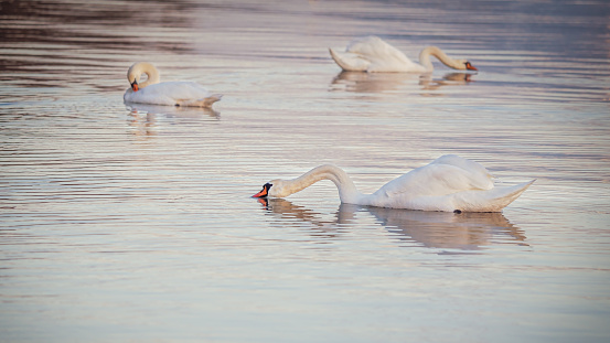 Swan on lake.