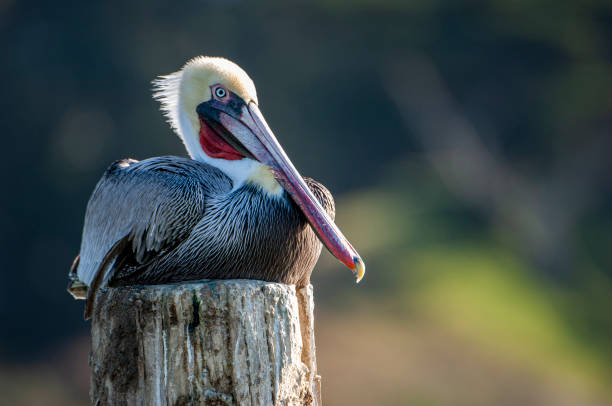 istock Brown Pelican Resting on Wooden Piling 1225853908