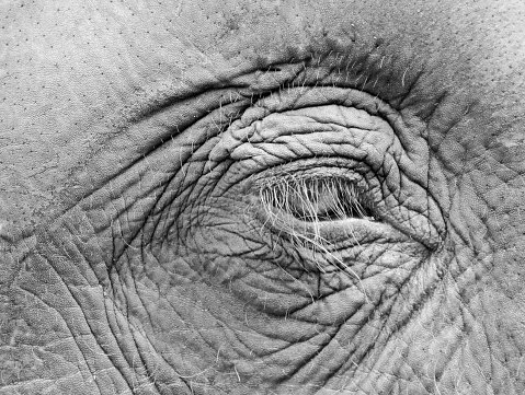 Eye of an old elefant