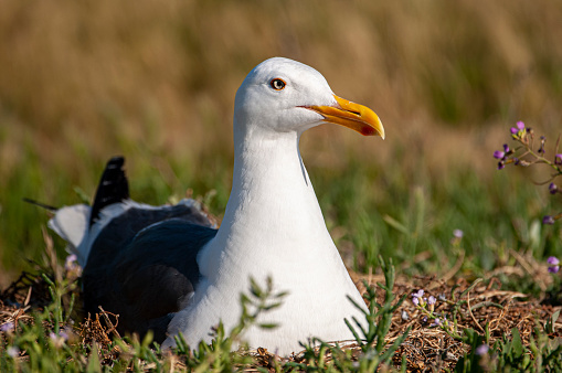 A side view of a herring gull perching on a cliff top on the Yorkshire coast, UK.