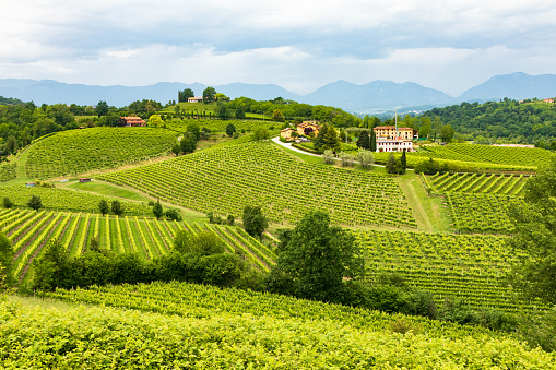Susegana -View of the prosecco vineyards in the famous hills around Conegliano Veneto