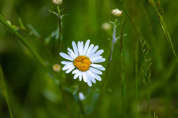 Camomile daisy flowers in the grass, white and yellow.