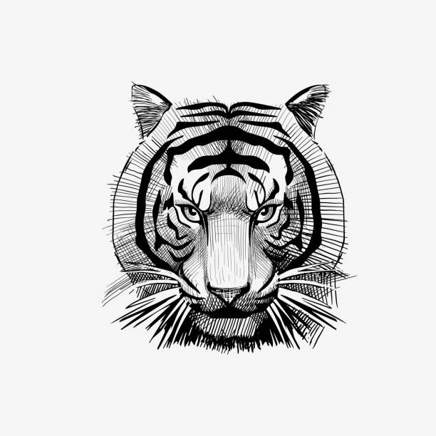 tiger face sketсh drawing vector illustration tiger face sketсh drawing vector illustration animals tattoos stock illustrations
