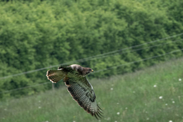 a buzzard flies over a meadow looking for prey