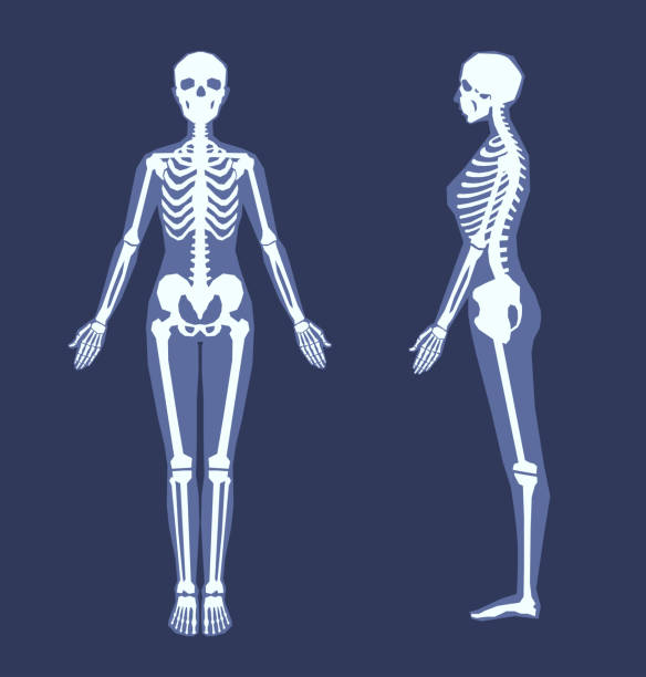 具有人體輪廓的人類骨架。前視圖,全長側視圖。人體解剖學,骨骼系統結構。x射線圖像,放射線圖。 - 人的手臂 插圖 幅插畫檔、美工圖案、卡通及圖標
