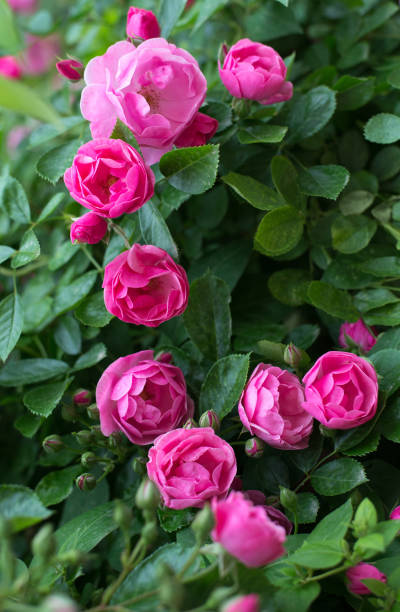 istock Pink flowers in the back yard 1225858124