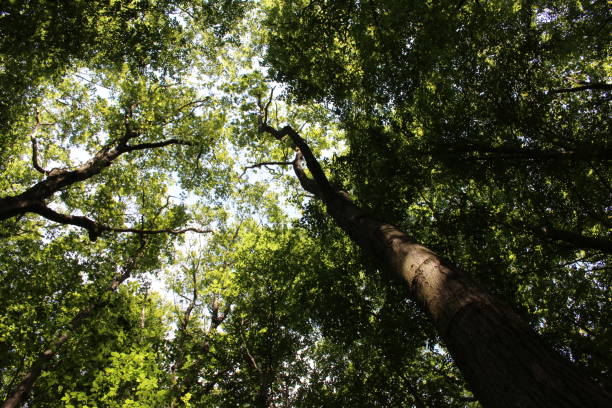 istock The canopy of leaves 1225858860