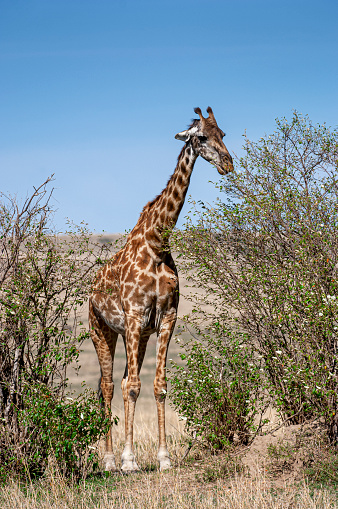 Wild maasai giraffe standing between bushes in the Maasia Mara, eating the upper leaves.