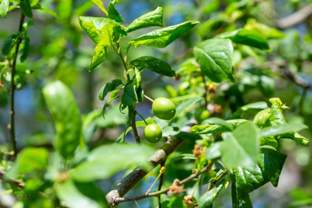 istock Buds of flowers 1225860399