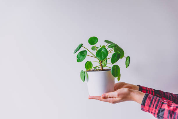 Hands holding white flower pot with Pilea Peperomioides, known as the Pilea or Chinese money plant. Green indoor plant stock photo