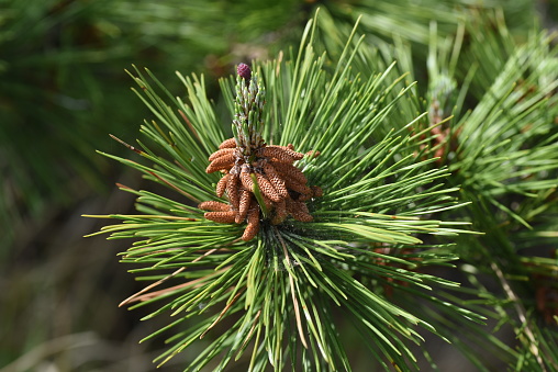 Bunga Pinus Bunga Pinus Foto Stok - Unduh Gambar Sekarang - Alam, Bunga, Cabang ...