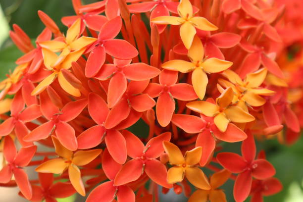 istock red and yellow ixora flower 1225862598