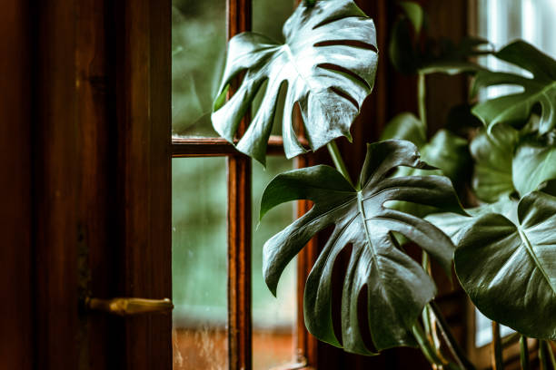 monstera deliciosa ou planta de queijo suíço crescendo em uma panela em casa. folhagens tropicais - cheese plant - fotografias e filmes do acervo