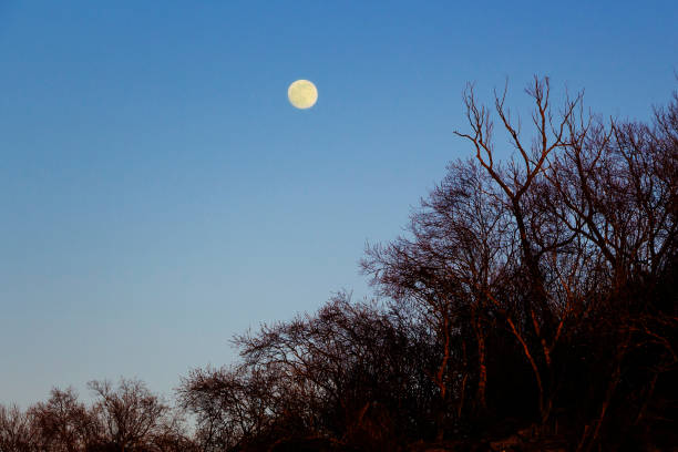 istock The moon shines through the branches. Front blur focus moon. 1225862915