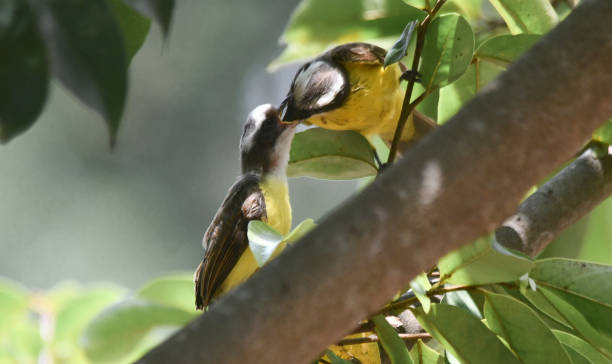 istock Bird eating with mommy 1225862938