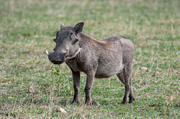 istock Wild Warthog on the African Plains 1225862973