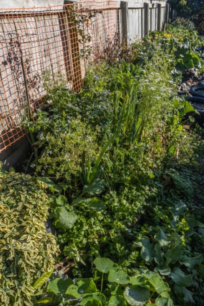 istock Herbs and vegetables in domestic garden 1225862984