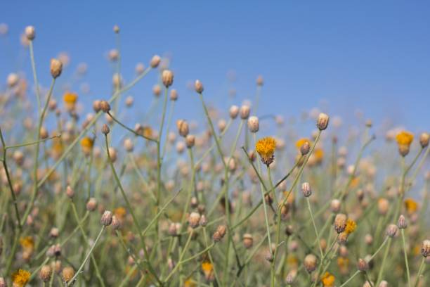 istock BEBBIA JUNCEA - TWENTYNINE PALMS - 041820 B 1225863197