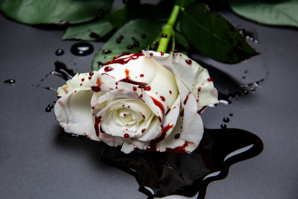 520 White Rose With Blood Stock Photos, Pictures & Royalty-Free Images -  iStock
