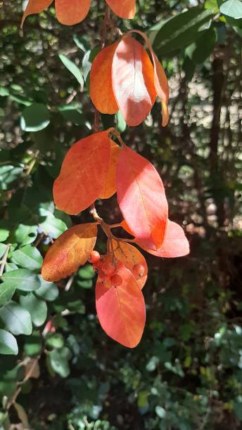 istock Red leaves hanging from a branch 1225864664