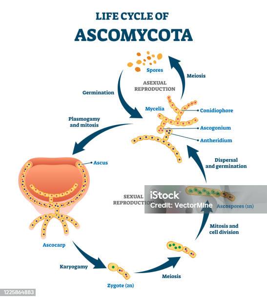 Life Cycle Of Ascomycota Vector Illustration Labeled Fungi Reproduction  Stock Illustration - Download Image Now - iStock