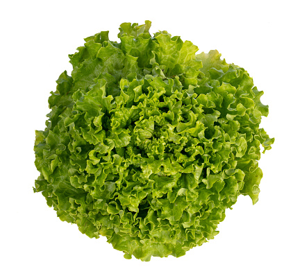 Fresh batavia salad on a white background