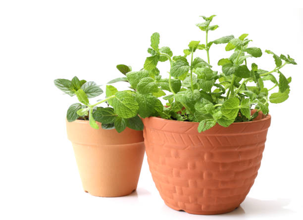 menta in vaso su sfondo bianco - mentha rotundifolia foto e immagini stock