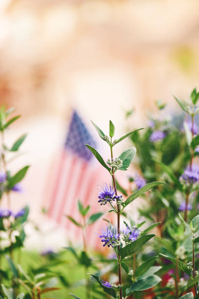 istock American flag background. Blue most spirea plants with flag 1225865797