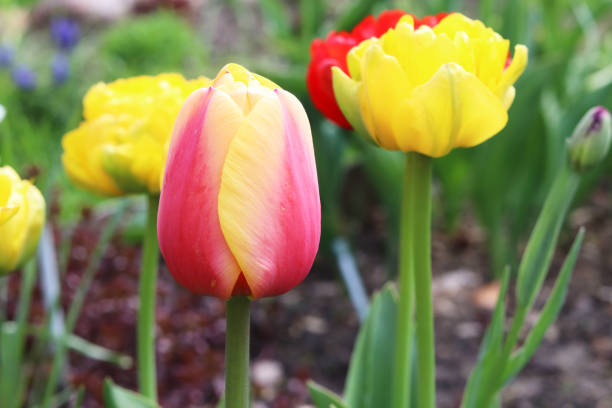 istock peony tulips in the garden 1225865860