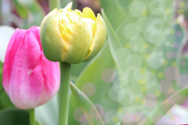 Pink and white tulips in a field during a springtime day in Flevoland, The Netherlands. Close up photo with limited depth of field.