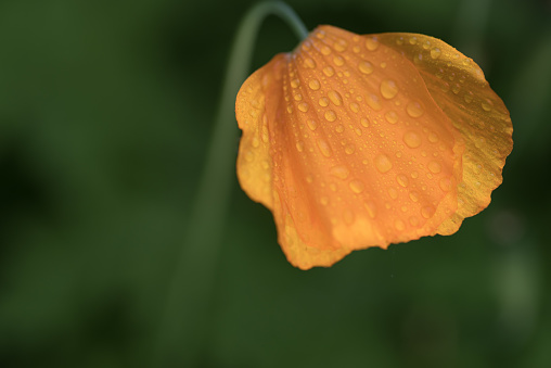 Wild poppies (Welsh Poppy) in bloom by the verge of a footpath.  Belfast, Northern Ireland.
