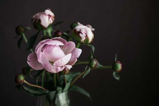 Romantic bouquet of a light pink peonies in a vase on a dark background. Place for text.