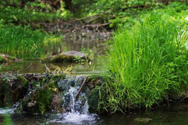Mountain river along the green grass