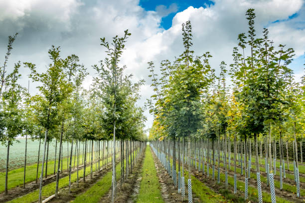 istock Lined up young trees at a tree nursery in Bavaria 1225866297