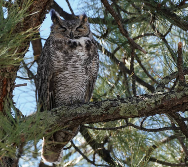 istock Great Horned Owl with Closed Eyes 1225866316