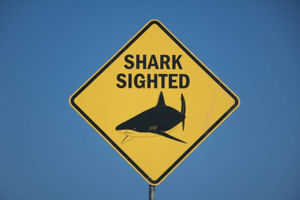Shark sighted, Australia stock photo