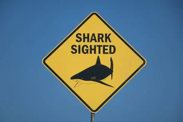 Photo of Shark sighted, Australia