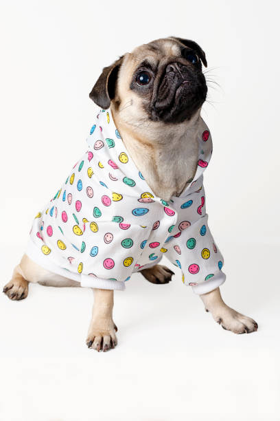istock Pug sitting dog wearing pajamas. 1225867033