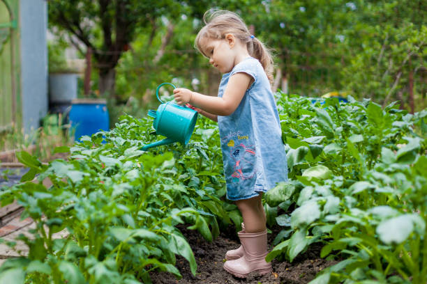 a little cute baby girl 3-4 years old in a denim dress watering the plants from a watering can in the garden. kids having fun gardening  on a bright sunny day. outdoor activity children - child caucasian little girls 3 4 years imagens e fotografias de stock